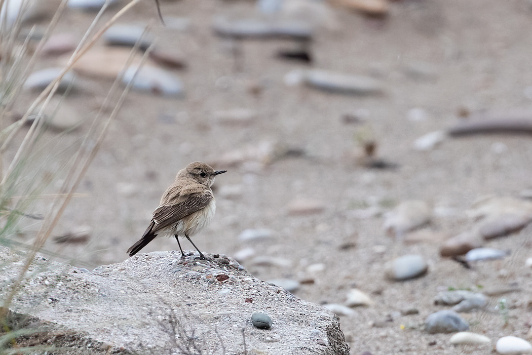Desert Wheatear